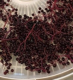 Elderberry Syrup Class