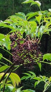 Elderberry Syrup Class